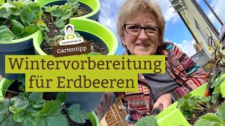 Erdbeerpflanzen für den Winter vorbereiten  So kommen Erdbeeren gut durch den Winter [upl. by Eerazed87]