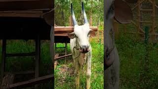 Bullock Cart Statue  bullockcartvideo statue trending explorepage random new shorts [upl. by Atillertse]