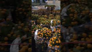 Calamondin orange tree so amazing short fruits [upl. by Akehsat]