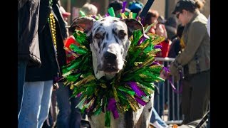 Krewe of Barkus 2019 [upl. by Siroved]