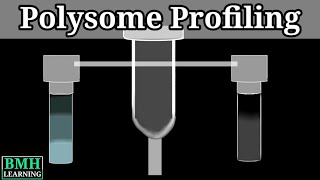 Polysome Profiling [upl. by Alegnaoj112]