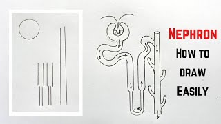 How to draw Nephron diagram Easily Step by Step [upl. by Nonnad]