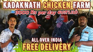 அதிக லாபம் தரும் கடக்நாத்kadaknath chicken farmதமிழ்black chickenkadaknathpoultryfarmingகோழி [upl. by Anigroeg]