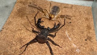 【夢対決】ヒヨケムシｖｓビネガロン Camel Spider VS Vinegaroon [upl. by Jansen541]