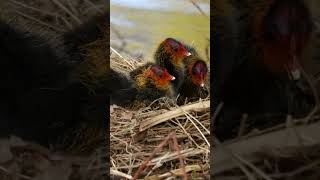 Eurasian Coot Chicks shorts [upl. by Isa]