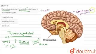 Thermostant and internal thermoreceptors are located in [upl. by Chasse]