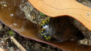 A yellowjacket eating a planthopper [upl. by Niel187]