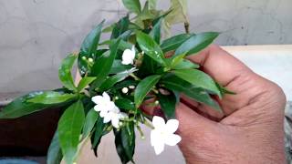 Growing Tips CHANDANITABERNAEMONTANA DIVARICATAPINWHEEL FLOWERNANDIVARDHANAM [upl. by Burnaby]