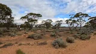 Sneaky singles in the outback [upl. by Adnawad645]