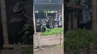 Buffalo herdsman at home with buffalo buffalo home shorts [upl. by Anahsat]