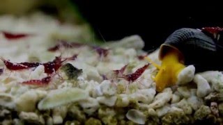 Cardinal Sulawesi amp Golden Rabbit Snail [upl. by Hsiekal]