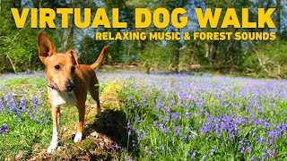 NO ADS TV for Dogs 🌲 Dog Walking in the Forest with Nature Sounds 🐕 Relaxing Music for Dogs [upl. by Anwahs]