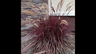 Pennisetum Fireworks  Fireworks Fountain Grass [upl. by Westley]