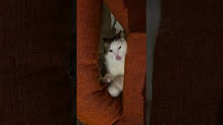 Max vs Couch Cats behaving badly 2 positivevibes funnyanimal catlover catreaction catplaying [upl. by Atirihs]