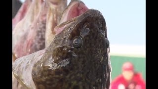 International Eelpout Festival Organizers Release Statement [upl. by Fatimah]