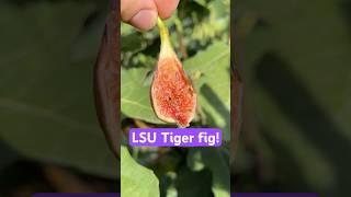 LSU Tiger fig garden plants figs figtrees [upl. by Kilgore]