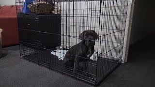 Stop puppy cry at night in crate  Day 15 Fully Trained [upl. by Gustavus943]