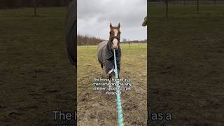 🙈🙉🙈 horse pferde horses equestrian horseriding riding funny pony trending hest fun [upl. by Banna]