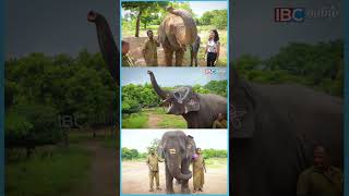 சாப்பாடு TIME வந்தா கத்த ஆரம்பிச்சிடுவாங்க  Vandalur Zoo Elephants  Vinayagar Chathurthi shorts [upl. by Chuck]