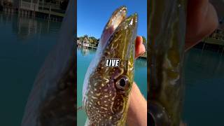 Let’s fish with TINY LIVE BAIT for hungry fish 🐟🎣 fish fishing [upl. by Ratib]