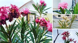 Oleander care and myth busting  Repotting and soil mix for a good bloom  Raktakarabi in Bengali [upl. by Ainek]