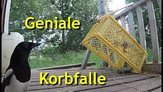 Geniale einfache Korbfalle zum Kleintierfang [upl. by Grantley]