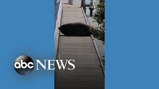 Elephant seal interrupts business on Australia pier [upl. by Eciralc924]