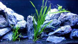 Malawi Demasoni Tank 470 L [upl. by Annahpos]