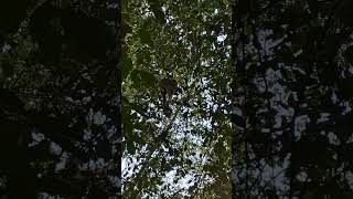 Amazing and Energetic Monkey Jumping and Swinging in the Tree shortvideo nature primate simians [upl. by Adaran949]