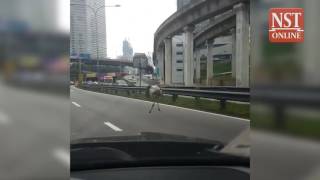 Um theres an ostrich on the Federal Highway [upl. by Karoline397]