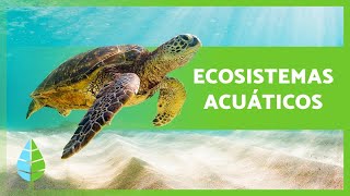 ECOSISTEMAS ACUÁTICOS 🏝️🐠 Características TIPOS y Ejemplos [upl. by Supmart]