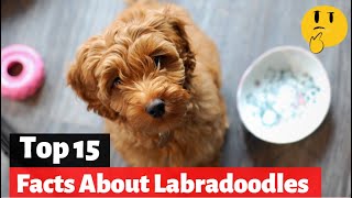 15 Facts About Labradoodles That You Should Know [upl. by Ahidam]