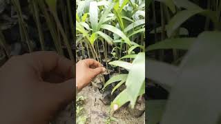 Amezing garedn view agriculture indoorplants garden foxtail palmgarden foxtailpalm [upl. by Lourie132]