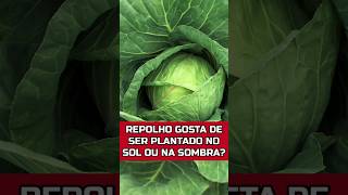 REPOLHO GOSTA DE SOL OU SOMBRA hortaemvaso plantas culinária [upl. by Ahsienaj]