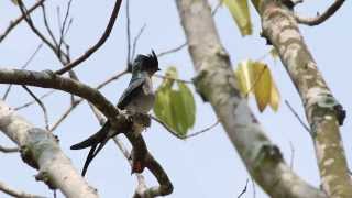 Greyrumped Treeswift NestingSingapore [upl. by Saunders]