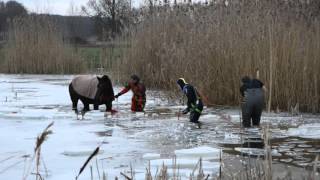 Tierrettung Feuerwehr Burgdorf 24012016 [upl. by Armat883]