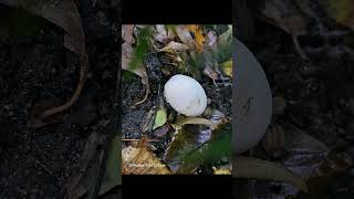 12 Chanterelle autumn naturemushrooms fungi foraging shots forest [upl. by Mercorr823]