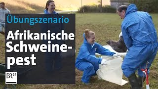 Übungsszenario zur Afrikanischen Schweinepest  BR24 [upl. by Bahner518]