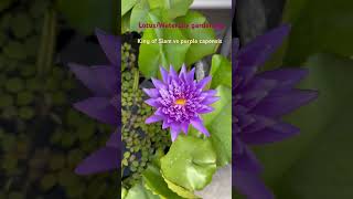 Lotus WaterLily gardening king of Siam vs blue capensis [upl. by Anyehs]