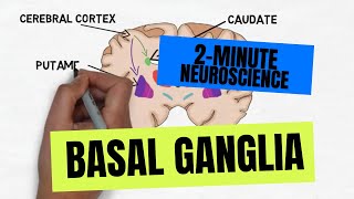 2Minute Neuroscience Basal Ganglia [upl. by Rednave566]