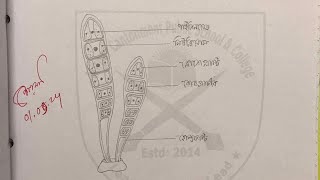 Ulothrix এর স্লাইড পর্যবেক্ষণের চিত্র ও লেখা ll HSC Biology Practical [upl. by Annid]