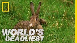 Stoat Hypnotizes Rabbit  Worlds Deadliest [upl. by Kenlay]