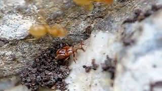 Claviger testaceus  Parasitic beetle on Lasius flavus yellow ant [upl. by Lemar]