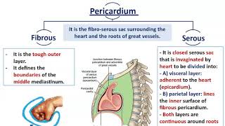 Mediastinal Divisions with Anatomy of Pericardium  Dr Ahmed Farid [upl. by Ainsley]