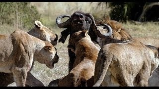 Animal Planet Channel 2015  Wild Life Documentary  Wildlife Documentary National Geographic 8 [upl. by Nydnarb]