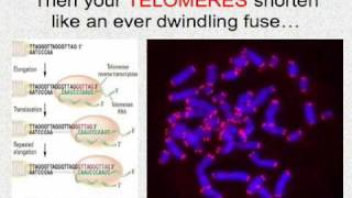 Interphase Mitosis Set to Music [upl. by Ocker]