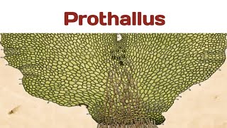 Prothallus ferns pteridophytes freeliving green spore bryophytes gametophyte photosynthesis [upl. by Cherish584]