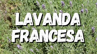 Lavanda Francesa Um Guia Completo Desta Planta [upl. by Mathi]