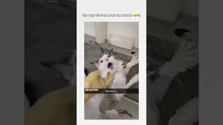 🐕🐈🤣🤣 youtubeshorts funny follow cat [upl. by Ynffit479]