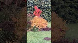 Acer October Glory amp Cornus Midwinter Fire are adding the wow factor to the garden at the moment [upl. by Zena]